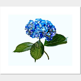 Blue Hydrangea With Leaves Posters and Art